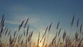 Dry Reeds Stems And Fluffy Tops On Sky Background. Golden Reeds On Lake Sway In Wind Against Blue Sky. Royalty Free Stock Photo