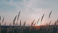 Dry Reeds Stems And Fluffy Tops On Sky Background. Golden Reeds On Lake Sway In Wind Against Blue Sky. Royalty Free Stock Photo