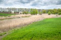 Dry reeds in stormy weather. Young green grass on the shore of a lake overgrown with dry reeds in the spring. Reclamation and Royalty Free Stock Photo