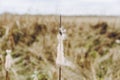 Dry reeds on the swamp in autumn day Royalty Free Stock Photo