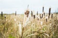 Dry reeds on the swamp in autumn day Royalty Free Stock Photo