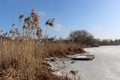 Dry reeds and trees are on the shore of a lake covered with ice Royalty Free Stock Photo