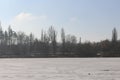 Dry reeds and trees are on the shore of a lake covered with ice Royalty Free Stock Photo