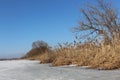 Dry reeds and trees are on the shore of a lake covered with ice Royalty Free Stock Photo