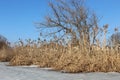 Dry reeds and trees are on the shore of a lake covered with ice Royalty Free Stock Photo