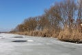 Dry reeds and trees are on the shore of a lake covered with ice Royalty Free Stock Photo