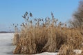 Dry reeds and trees are on the shore of a lake covered with ice Royalty Free Stock Photo