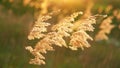 Dry Reeds in the Wind