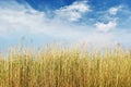 Dry reeds Royalty Free Stock Photo