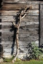 Dry remainings of old thick crawler plant surrounded with uncut grass on wooden boards wall background