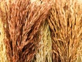 dry rice bunch, textured background