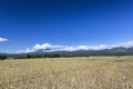 Dry Rice Field