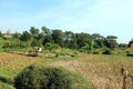 Dry rice fields