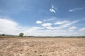 Dry rice paddy field after harvest with blue sky background in the afternoon sunlight lampoon thailand Royalty Free Stock Photo