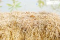 Dry rice plant chaff texture. Dry rice grass or hay background. Royalty Free Stock Photo