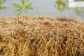 Dry rice plant chaff texture. Dry rice grass or hay background. Royalty Free Stock Photo