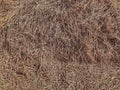 Dry rice plant chaff texture Royalty Free Stock Photo