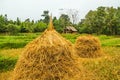 Dry rice trees at rice farm