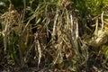 Dry, ripe beans grow in the garden, long beans, food