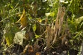 Dry, ripe beans grow in the garden, long beans, food