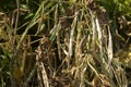 Dry, ripe beans grow in the garden, long beans, food