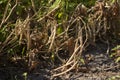 Dry, ripe beans grow in the garden, long beans, food