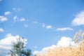 Dry ripe golden wheat spikes infront of blue sky Royalty Free Stock Photo