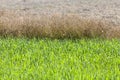 dry ripe rapeseeds Royalty Free Stock Photo