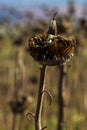 Dry ripened heads of seeds on agricultural field. Sunflowers harvest time