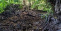 Dry river banks full of dark stones