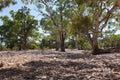 Dry River bed. Flinders Ranges (near Iga Warta). South Australia Royalty Free Stock Photo