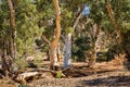 Dry river bed in the Flinders Ranges, South Australia Royalty Free Stock Photo