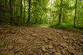 Dry River bed in a forest Royalty Free Stock Photo
