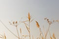 Dry river reeds against the sky