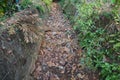 Dry River or stream Path with Roots, plants and dry leaves in a forest during dry summer. Dry river bed with path and greenery Royalty Free Stock Photo