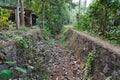 Dry River or stream Path with Roots, plants and dry leaves in a forest during dry summer. Dry river bed with path and greenery Royalty Free Stock Photo