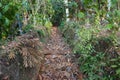 Dry River or stream Path with Roots, plants and dry leaves in a forest during dry summer. Dry river bed with path and greenery Royalty Free Stock Photo