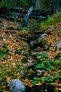 dry riverbed, autumn in the forest at minnewaska state park