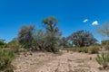 The dry riverbed of the Ugab River, Damaraland, Namibia Royalty Free Stock Photo