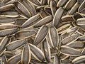 Dry roasted sunflower seed Royalty Free Stock Photo