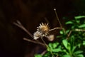 Dry rock-centuary flower, Cheirolophus crassifolius, releasing seeds - Malta's National flower
