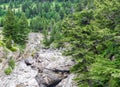 Dry rocky riverbed amid lush forest in Montana