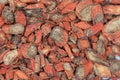 Dry root pieces of red sage, Salvia miltiorrhiza