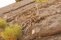 Dry Root of the Trees on Vulcan Island of Vulcano, Italy, Lipari Royalty Free Stock Photo