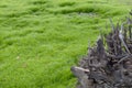 Dry roots, dead trees with green grass Royalty Free Stock Photo