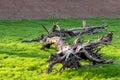 Dry roots, dead trees with green grass Royalty Free Stock Photo