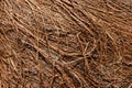 Dry roots are fuzzy, brown dry roots. Abstract background.