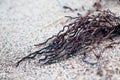 The dry roots of the plant that was thrown on the sandy shore by the waves of the lake