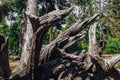 Dry roots of an uprooted tree in the forest Royalty Free Stock Photo