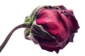 Dry rose Royalty Free Stock Photo